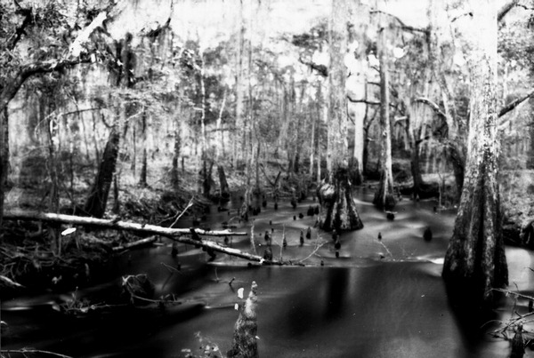 Taxodium and partially submerged knees
