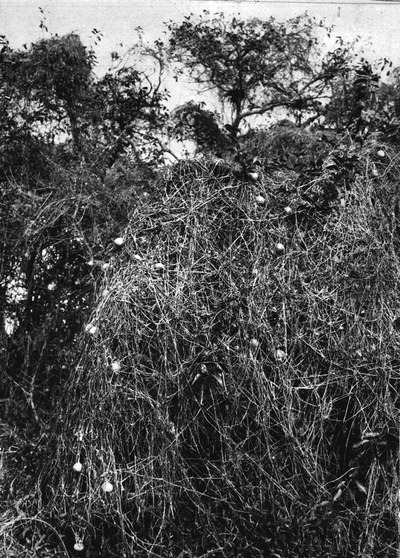 Wild pumpkin vines