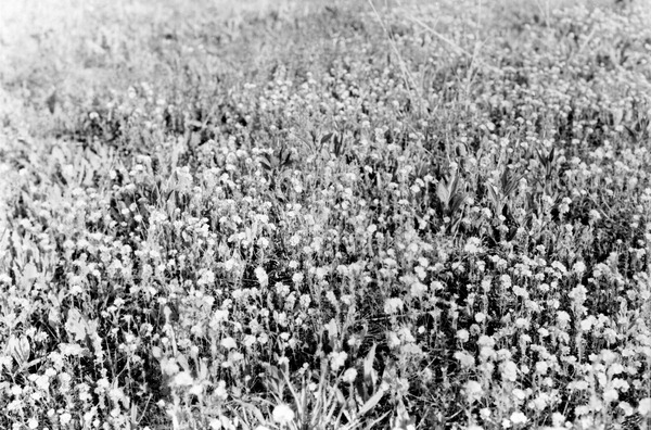 Wildflowers in bloom