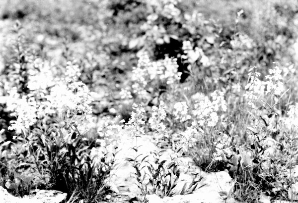 Wildflowers in bloom