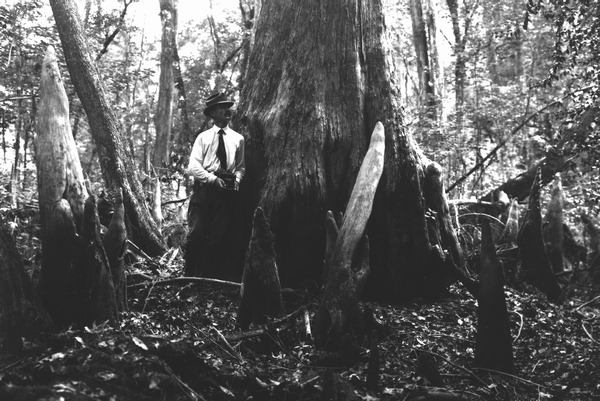 Large bald cypress and knees