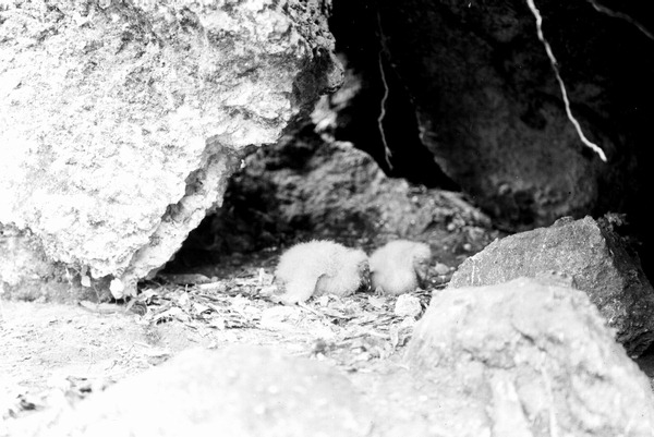 Young black vultures