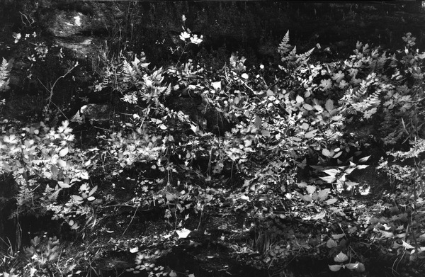 Ferns