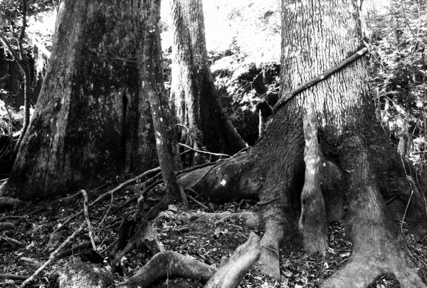 Trees