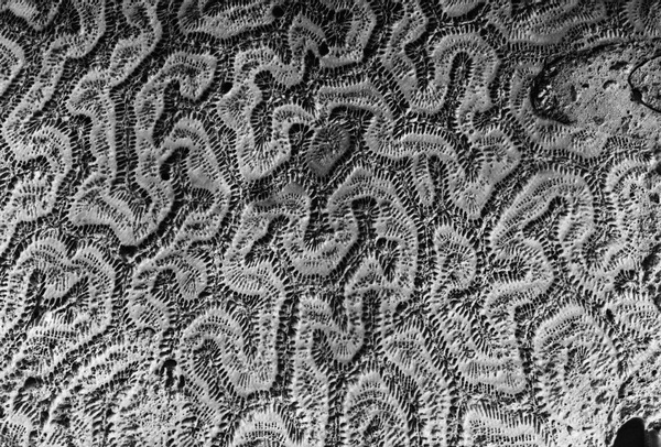 Fossil corals