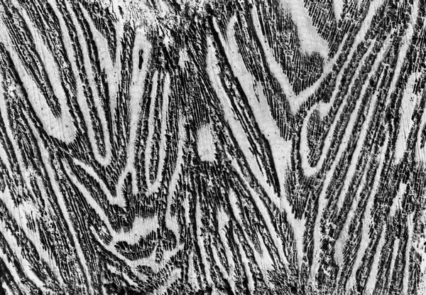 Fossil corals