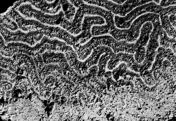 Fossil corals