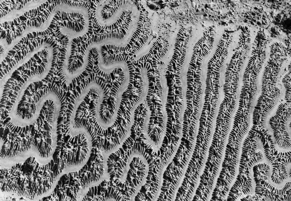 Fossil corals