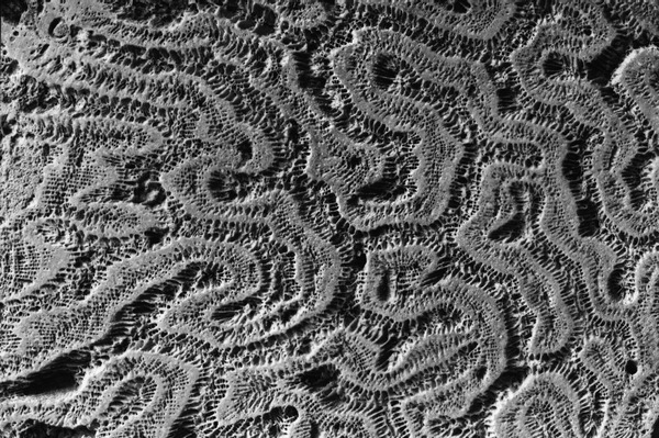 Fossil corals