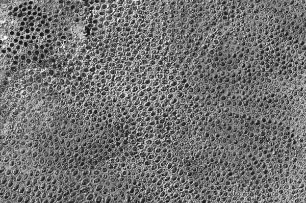 Fossil corals