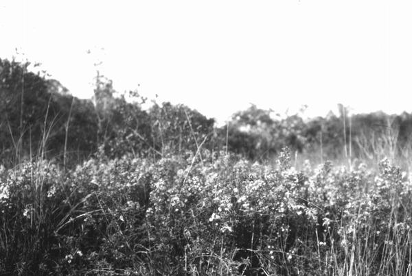 Plants