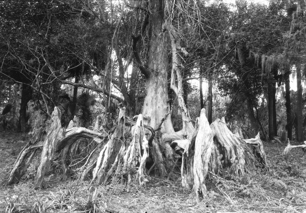 Small bald cypress