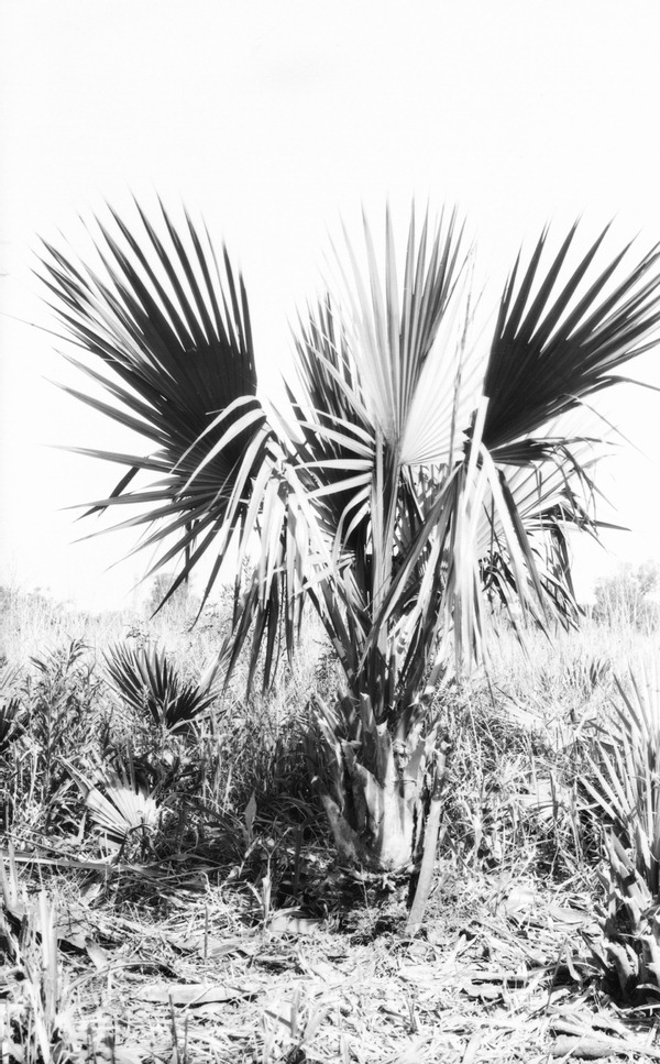 Sabal deeringiana