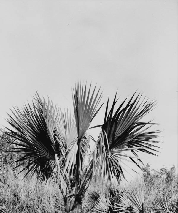 Sabal deeringiana
