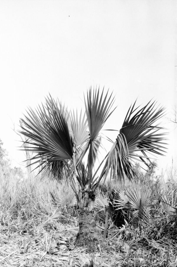 Sabal deeringiana