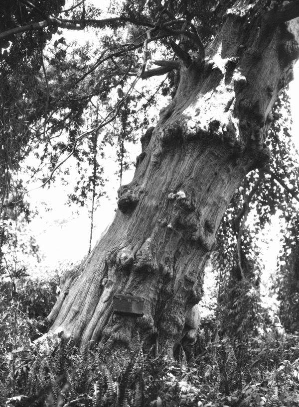 Trees and vines on Indian mound