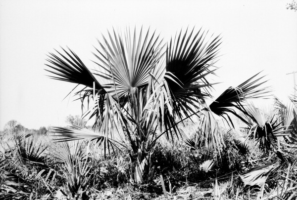 Sabal deeringiana