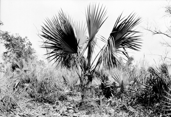 Sabal deeringiana