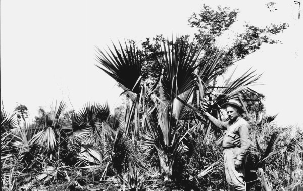 Sabal deeringiana