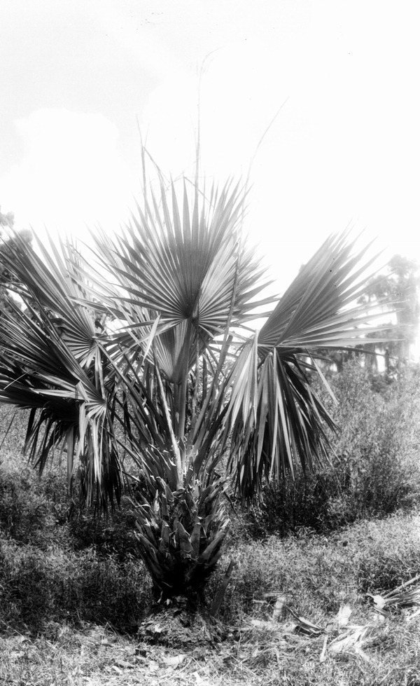 Sabal deeringiana