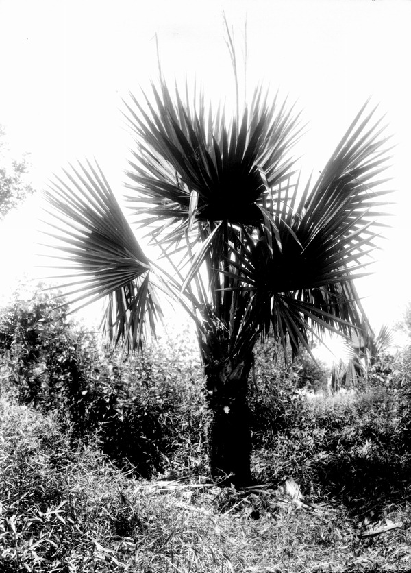 Sabal deeringiana