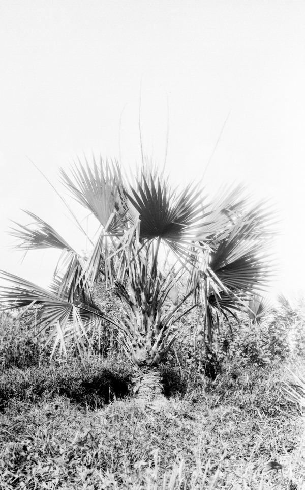 Sabal deeringiana
