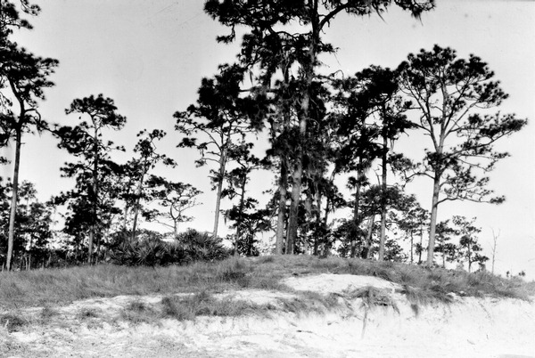 Florida Memory • Pines on a sand ridge