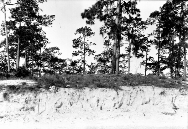 Florida Memory • Pines on a sand ridge
