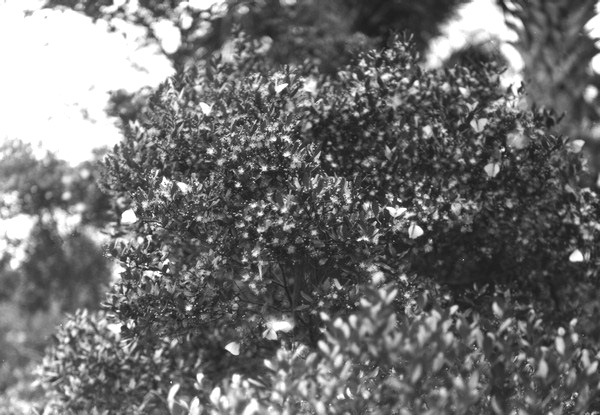 Tree in flower