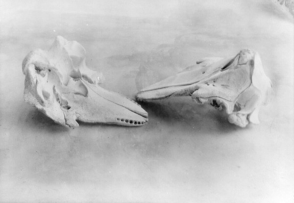 Animal skulls