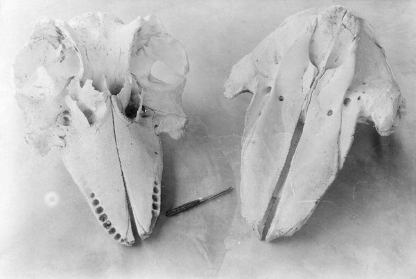 Animal skulls