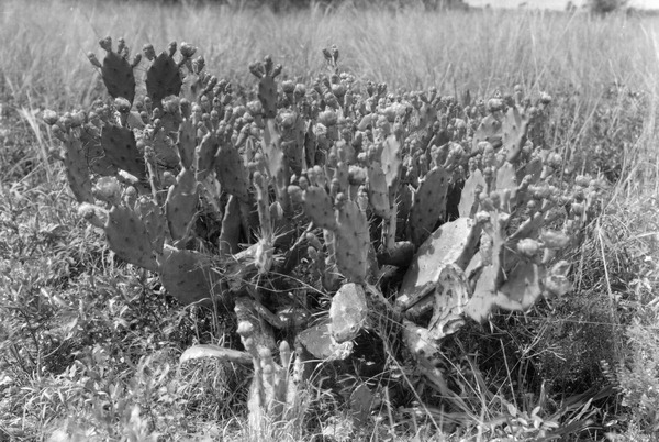 Cactus