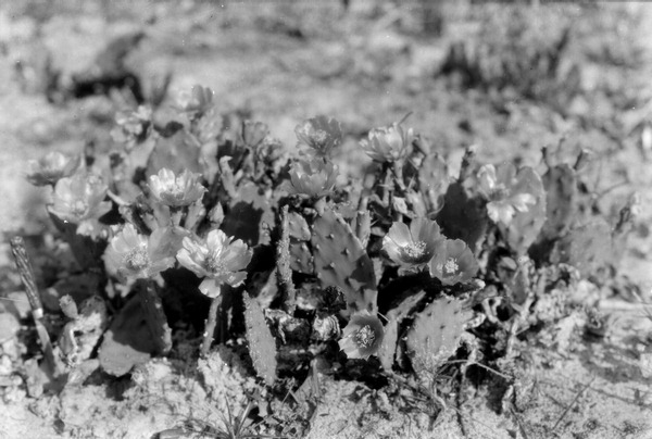 Cactus in flower