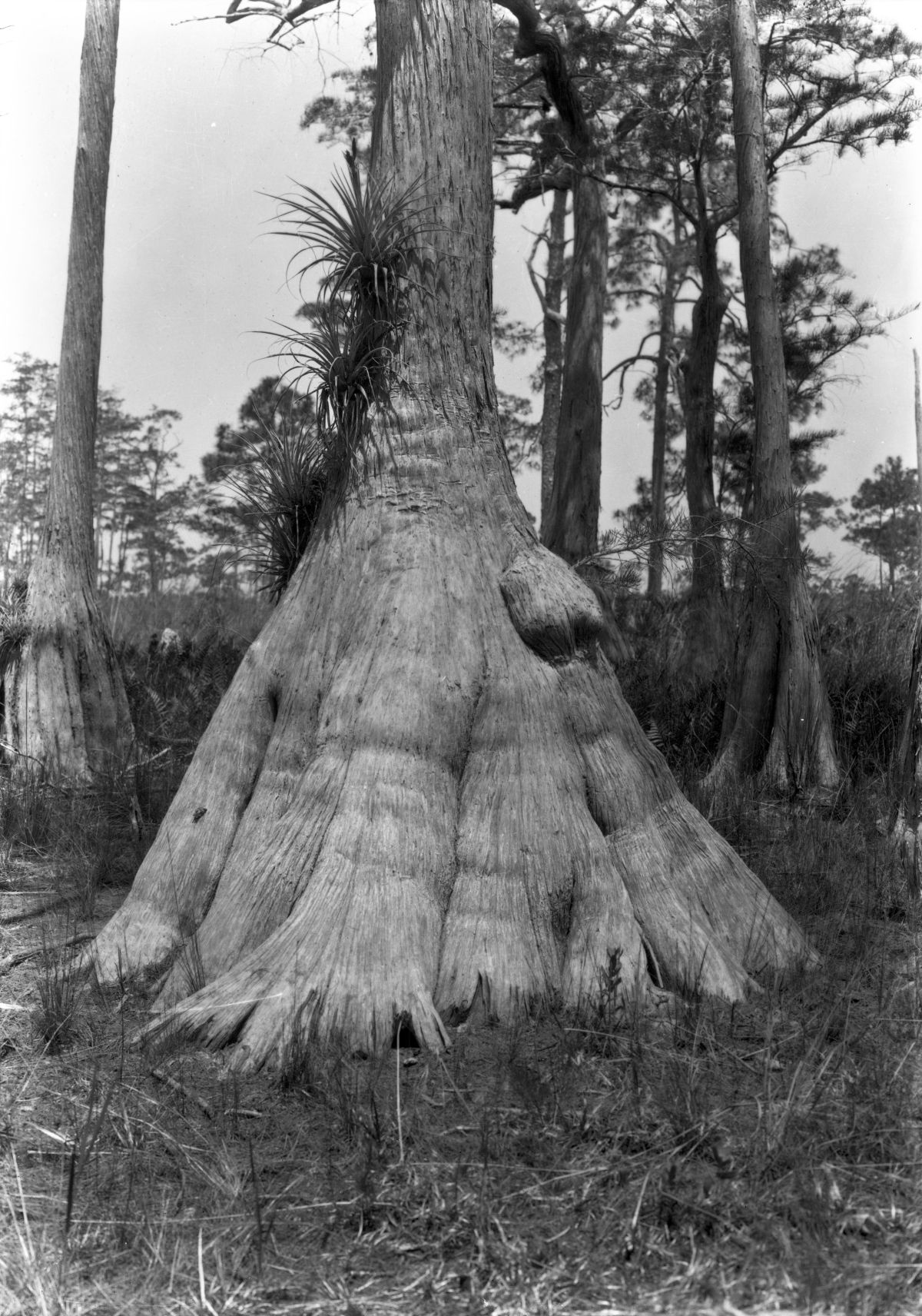 Buttressed trunk of bald cypress