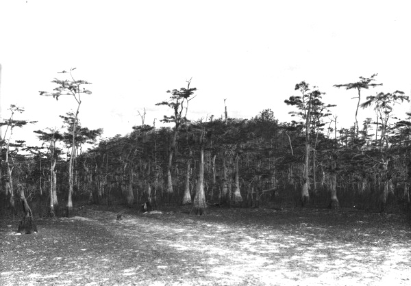 Large group of Taxodium