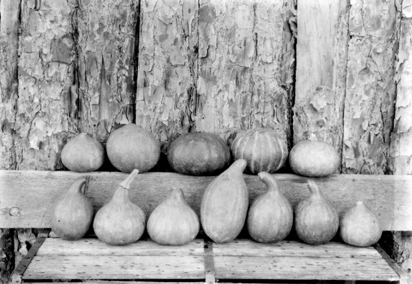 Pumpkins