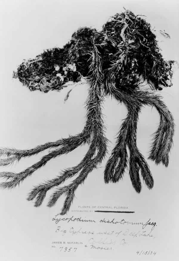 Herbarium specimen of Lycopodium dichotomum