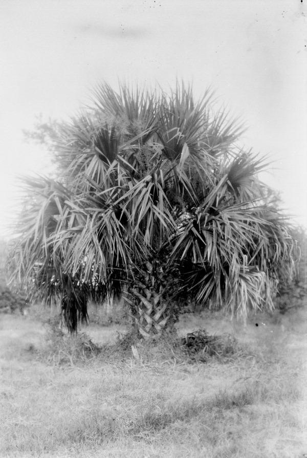 Palm in a hammock