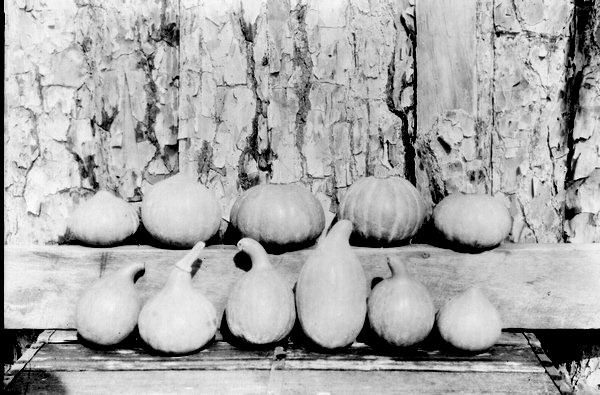 Seminole Indian pumpkins