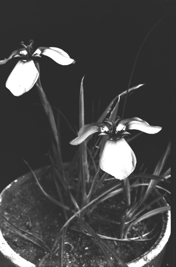 Potted iris
