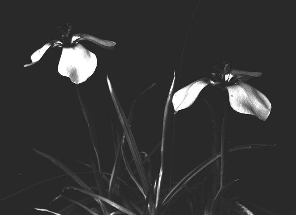 Potted iris