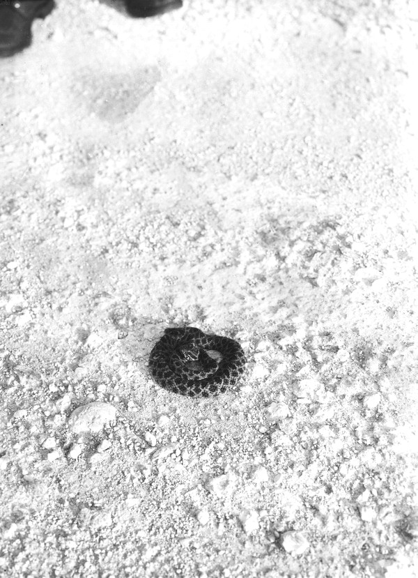 Coiled rattlesnake