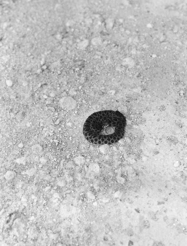 Coiled rattlesnake