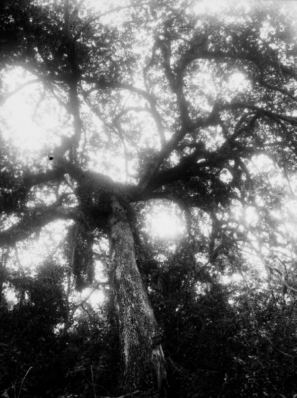 Live oak bearing orchids, bromeliads and ferns