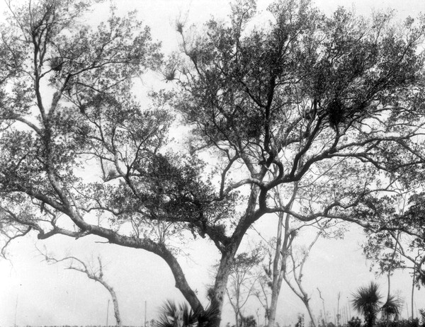 Live oak bearing orchids and bromeliads