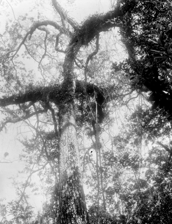 Live oak bearing ferns, orchids and bromeliads
