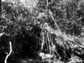 Ficus aurea lying across lime sink