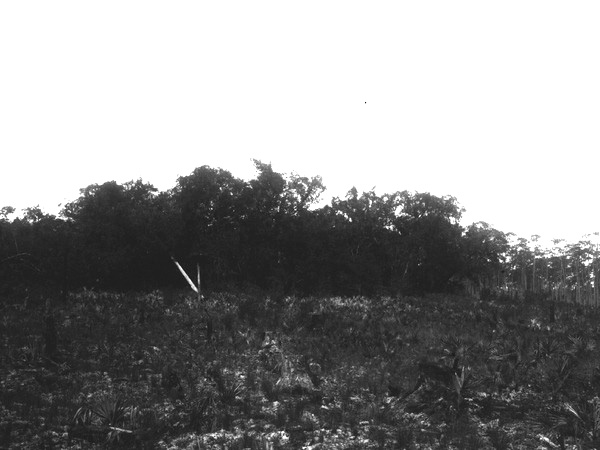 Shields hammock