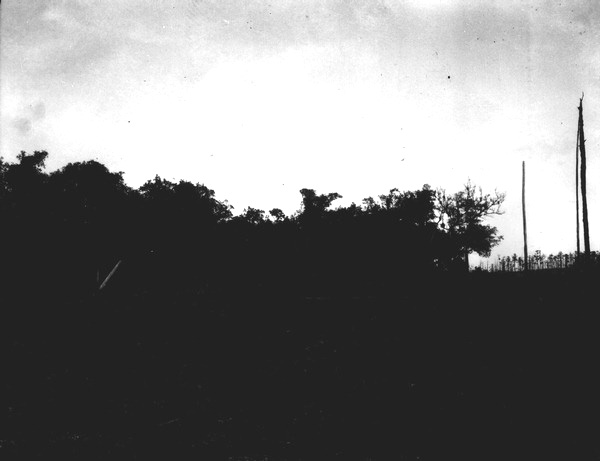 Shields hammock