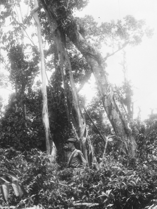 Ficus aurea and other trees bearing ferns, orchids and bromeliads
